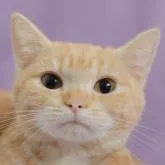 マンチカン(長足)【千葉県・女の子・2022年4月19日・レッドタビー】の写真2「10/24撮影(生後188日)」