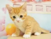 マンチカン(長足)【千葉県・男の子・2024年5月3日・レッドタビー&ホワイト】の写真3「（生後48日）」