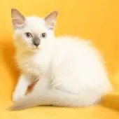 ラグドール【千葉県・女の子・2022年4月18日・ブルーポイントバイカラー】の写真4「7/5撮影(生後78日)」