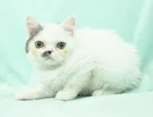 ミヌエット【千葉県・男の子・2022年2月5日・ブルーアンドホワイトバン】の写真4「6/6撮影(生後121日)」