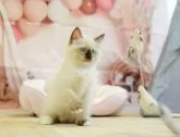 ラグドール【千葉県・女の子・2024年5月12日・シールポイントミテッド】の写真5「(生後67日)」