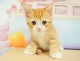 マンチカン(長足)【千葉県・男の子・2024年5月3日・レッドタビー&ホワイト】の写真5「（生後48日）」