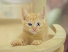 マンチカン(長足)【千葉県・男の子・2025年9月4日・レッドタビー】の写真10「専属獣医師さんによる健康診断実施済み！🏥もちろん健康診断書も付いてます🌟」