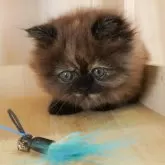 ミヌエット(短足)【千葉県・女の子・2025年7月29日・トーティ】の写真10「専属獣医師さんによる健康診断実施済み！🏥もちろん健康診断書も付いてます🌟」