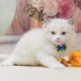 ラグドール【千葉県・男の子・2025年10月7日・ブルーポイントバイカラー】の写真10「専属獣医師さんによる健康診断実施済み！🏥もちろん健康診断書も付いてます🌟」