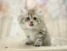 ミヌエット(長足)【千葉県・女の子・2024年11月14日・ブラウンタビー】の写真10「(生後50日)」