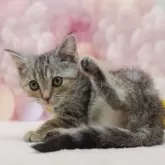 アメリカンショートヘア【千葉県・女の子・2025年9月14日・シルバーパッチドタビー】の写真10「専属獣医師さんによる健康診断実施済み！🏥もちろん健康診断書も付いてます🌟」