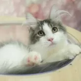 ノルウェージャンフォレストキャット【千葉県・男の子・2025年6月20日・ブルー&ホワイト】の写真11「とりあえずお気に入り登録しませんか？😊お気に入り登録の方限定クーポン配信中！🎊」