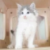 ノルウェージャンフォレストキャット【千葉県・女の子・2025年9月7日・ブルータビー&ホワイト】の写真11「🐱複数頭の見学も可能🐱兄弟や他のネコちゃんも見れます💛」