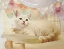 マンチカン(長足)【千葉県・男の子・2025年4月24日・クリーム】の写真10「とりあえずお気に入り登録しませんか？😊お気に入り登録の方限定クーポン配信中！🎊」