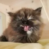 ミヌエット(短足)【千葉県・女の子・2025年7月29日・トーティ】の写真11「とりあえずお気に入り登録しませんか？😊お気に入り登録の方限定クーポン配信中！🎊」