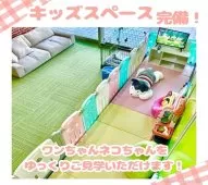 ノルウェージャンフォレストキャット【千葉県・男の子・2025年3月26日・ブラウンタビー&ホワイト】の写真13「【キッズスペース完備👶🧸】小さなお子さま連れでも安心♪ご家族でお気軽に見学にお越しください✨」