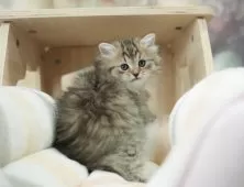 ミヌエット(長足)【千葉県・女の子・2024年11月14日・ブラウンタビー】の写真11「(生後50日)」