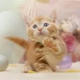 マンチカン(短足)【千葉県・男の子・2025年10月19日・レッドタビー】の写真11「とりあえずお気に入り登録しませんか？😊お気に入り登録の方限定クーポン配信中！🎊」