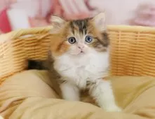 ミヌエット(長足)【千葉県・女の子・2025年7月23日・ブラウンパッチドタビー&ホワイト】の写真11「とりあえずお気に入り登録しませんか？😊お気に入り登録の方限定クーポン配信中！🎊」