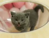 マンチカン(短足)【千葉県・女の子・2025年5月16日・ブルー】の写真11「とりあえずお気に入り登録しませんか？😊お気に入り登録の方限定クーポン配信中！🎊」