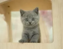 ブリティッシュショートヘア【千葉県・女の子・2025年9月13日・ブルー】の写真11「とりあえずお気に入り登録しませんか？😊お気に入り登録の方限定クーポン配信中！🎊」