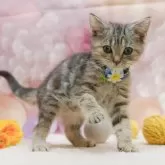 アメリカンショートヘア【千葉県・女の子・2025年9月14日・シルバーパッチドタビー】の写真12「全部屋個室！ご家族でゆっくりと見学いただけます💕」