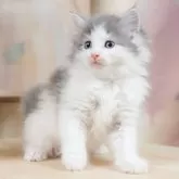 ノルウェージャンフォレストキャット【千葉県・女の子・2025年9月7日・ブルータビー&ホワイト】の写真12「全部屋個室！ご家族でゆっくりと見学いただけます💕」