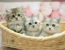 ミヌエット(長足)【千葉県・女の子・2024年11月14日・ブラウンタビー】の写真12「兄弟ちゃん🐱❤集合✨」