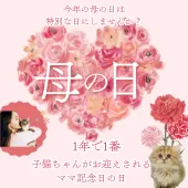 ノルウェージャンフォレストキャット【千葉県・男の子・2025年3月26日・ブラウンタビー&ホワイト】の写真2「💐母の日に子猫ちゃんのママデビューしませんか？🐱🌹」
