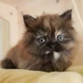 ミヌエット(短足)【千葉県・女の子・2025年7月29日・トーティ】の写真12「全部屋個室！ご家族でゆっくりと見学いただけます💕」