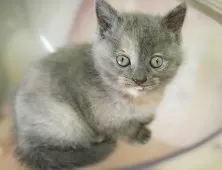 マンチカン(長足)【千葉県・女の子・2025年8月24日・ブルークリーム】の写真12「全部屋個室！ご家族でゆっくりと見学いただけます💕」