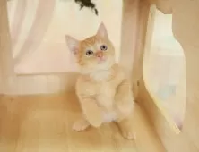 マンチカン(長足)【千葉県・男の子・2025年9月4日・レッドタビー】の写真12「全部屋個室！ご家族でゆっくりと見学いただけます💕」