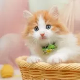 ノルウェージャンフォレストキャット【千葉県・男の子・2025年10月25日・レッドタビー&ホワイト】の写真12「全部屋個室！ご家族でゆっくりと見学いただけます💕」