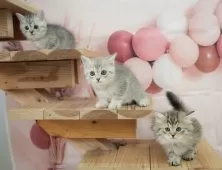 ミヌエット(長足)【千葉県・女の子・2024年11月14日・ブラウンタビー】の写真13「兄弟ちゃん🐱❤集合✨」