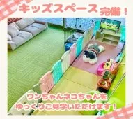 ブリティッシュショートヘア【千葉県・男の子・2025年3月8日・ブルータビー】の写真13「【キッズスペース完備👶🧸】小さなお子さま連れでも安心♪ご家族でお気軽に見学にお越しください✨」