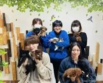 マンチカン(長足)【千葉県・女の子・2025年8月24日・ブルークリーム】の写真15「みんなネコちゃんが大好き💖大切にお世話した子猫ちゃんをお迎えください😊」