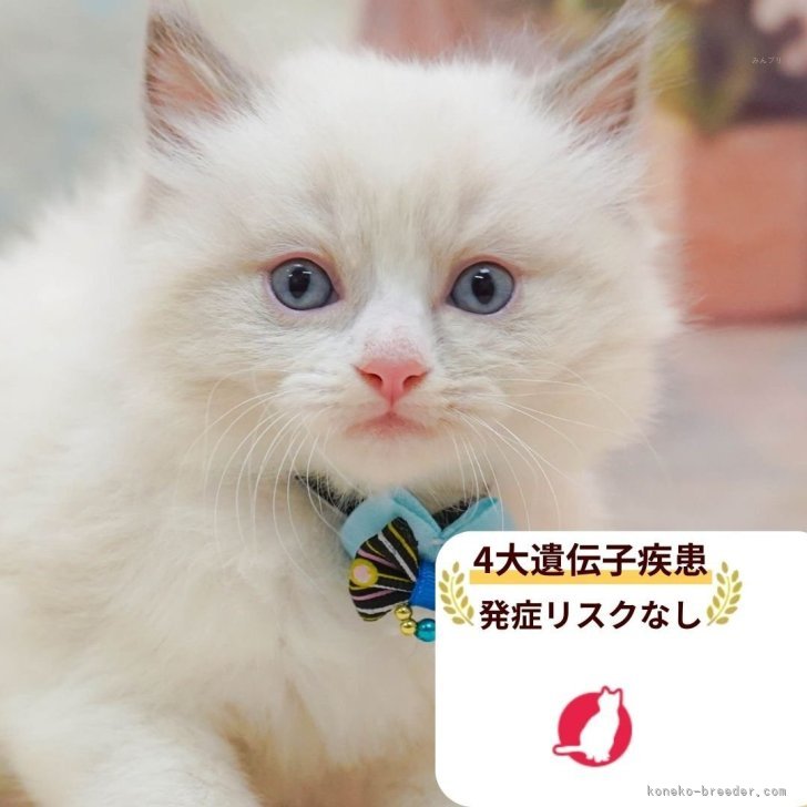 ブリーダー画像