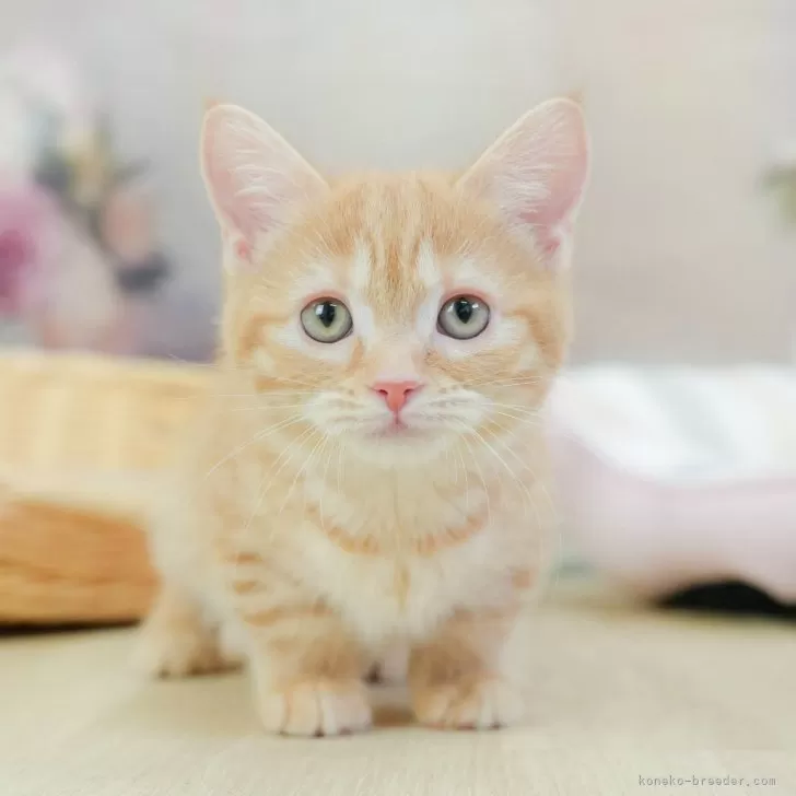 ID：2502-01573の子猫