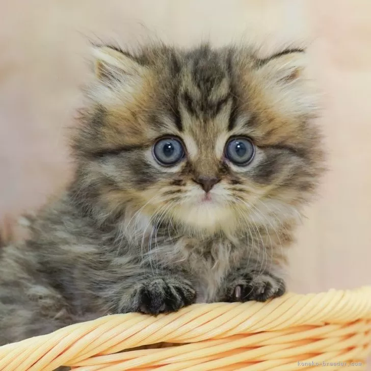 ID:2506-01269の子猫