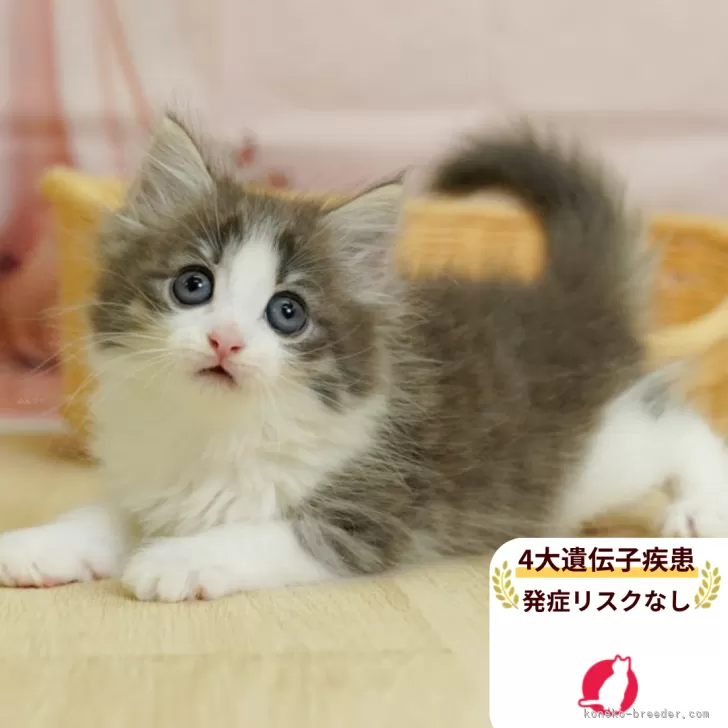 ID：2507-03265の子猫