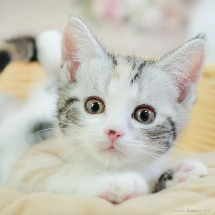 ID:2502-00381の子猫