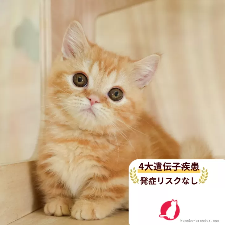 M.Ｉ 様のお迎えした子猫