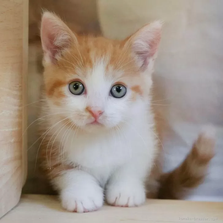 ID:2501-00575の子猫