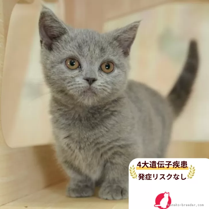ID：2510-03055の子猫