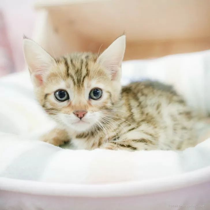 ID：2502-01584の子猫