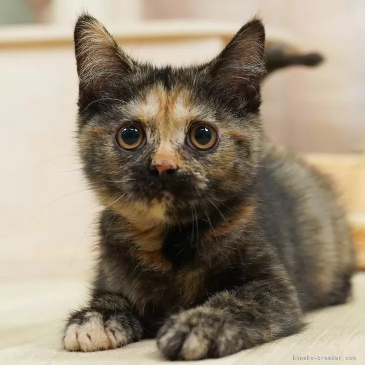 T.O 様のお迎えした子猫