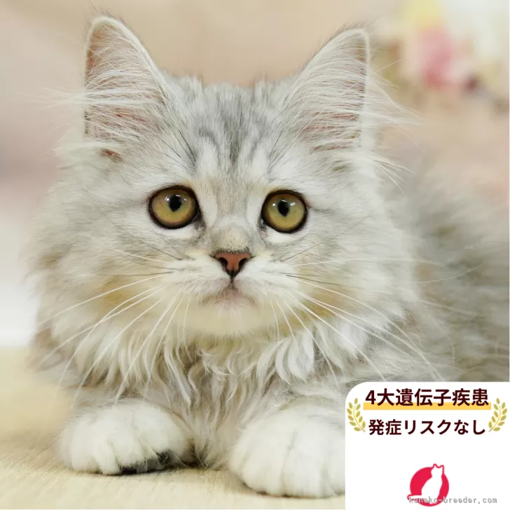 ID：2507-01697の子猫