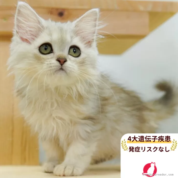 ID：2507-01696の子猫