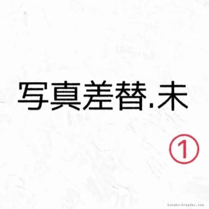 ID：2501-00691の子猫