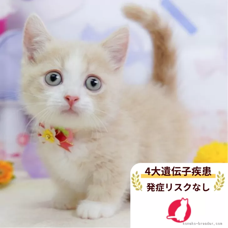 ID：2601-01063の子猫