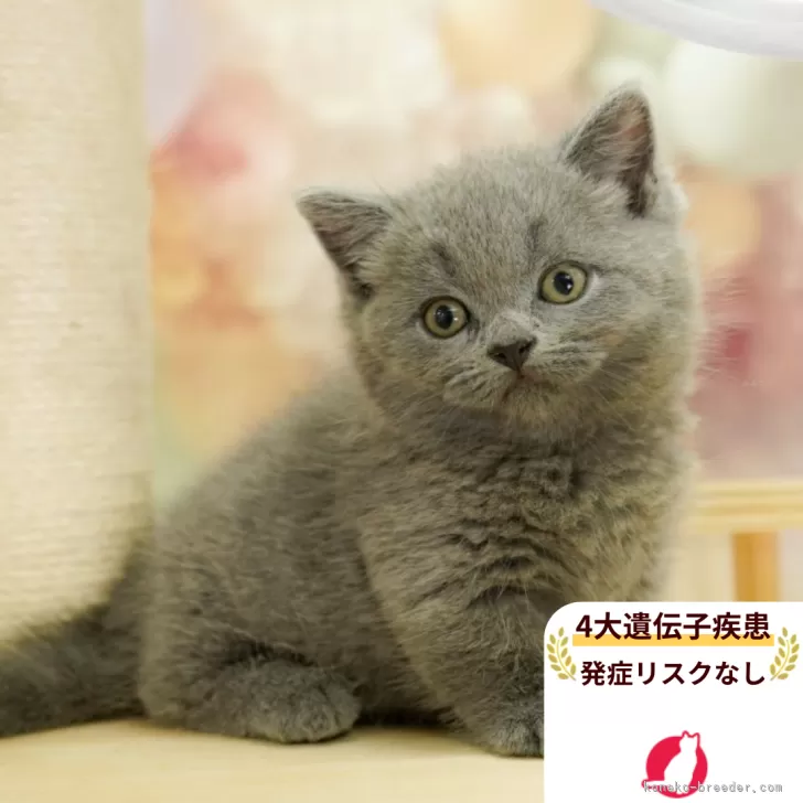 ID：2507-00243の子猫