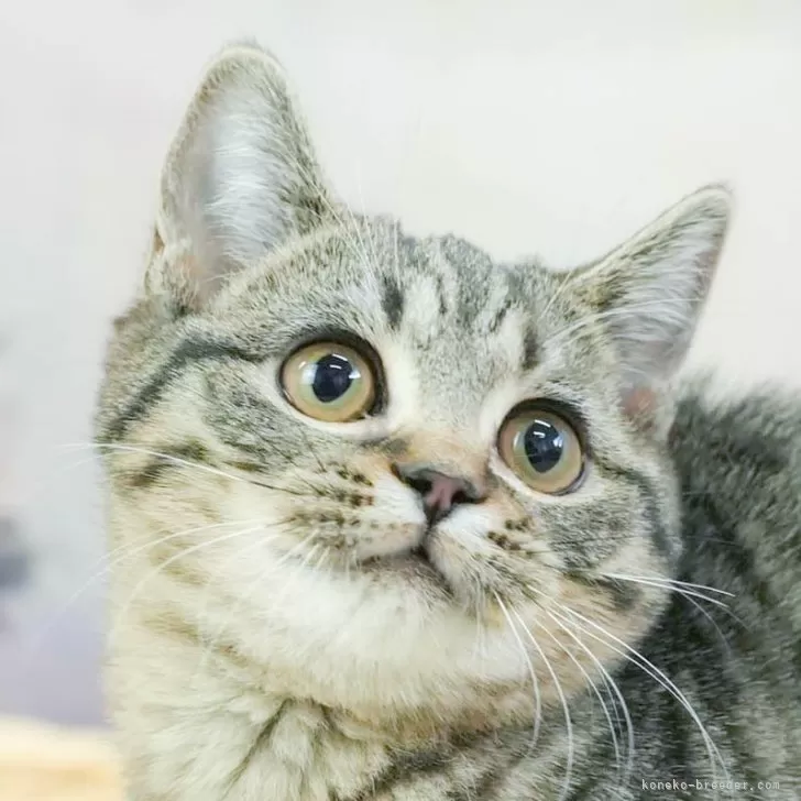 ID：2502-01571の子猫