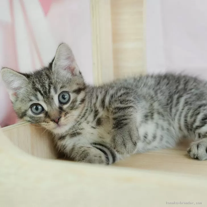 H.M 様のお迎えした子猫