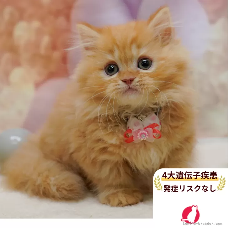 ノリ 様のお迎えした子猫